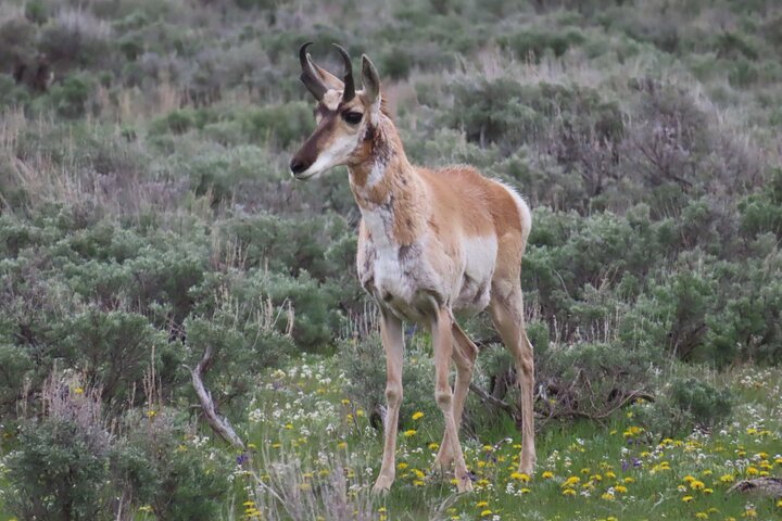 Upper Loop Tour and Lamar Valley from West Yellowstone with Lunch