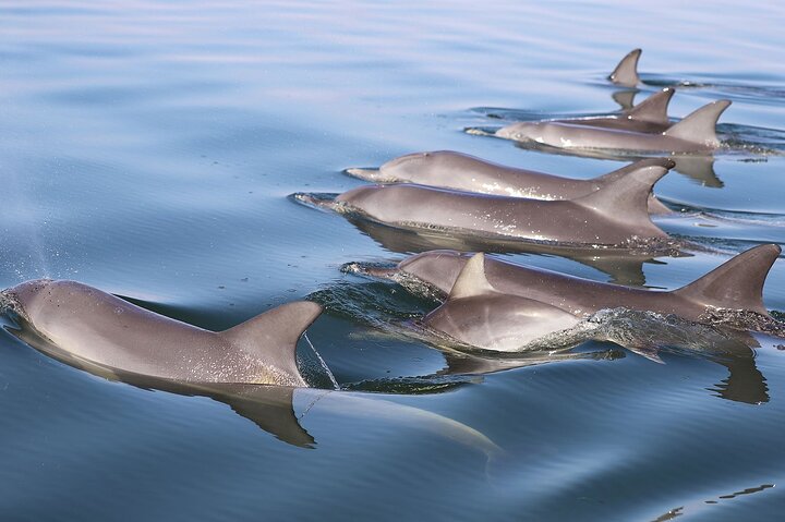 Mandurah Dolphin Cruise and Views