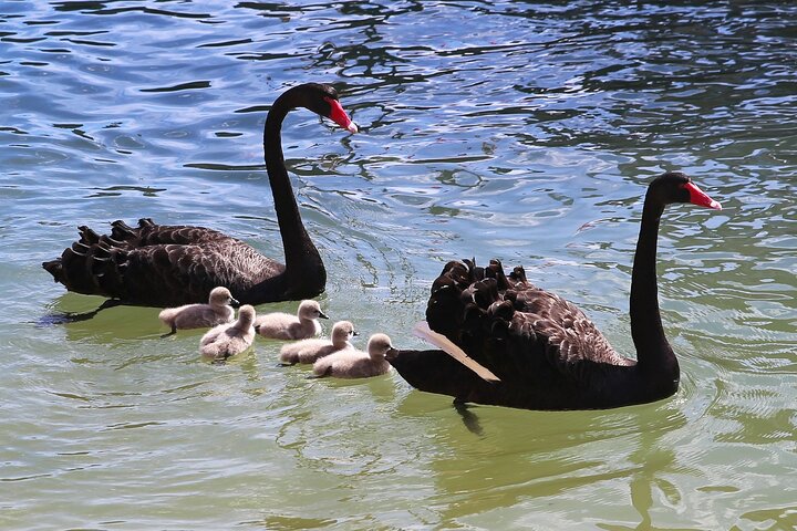 Mandurah Dolphin Cruise and Views