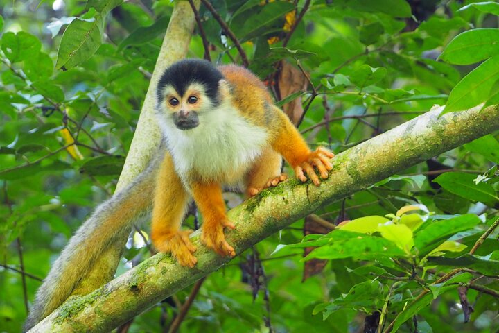 2 Day Private Adventure in Corcovado Mermaid Natural Park