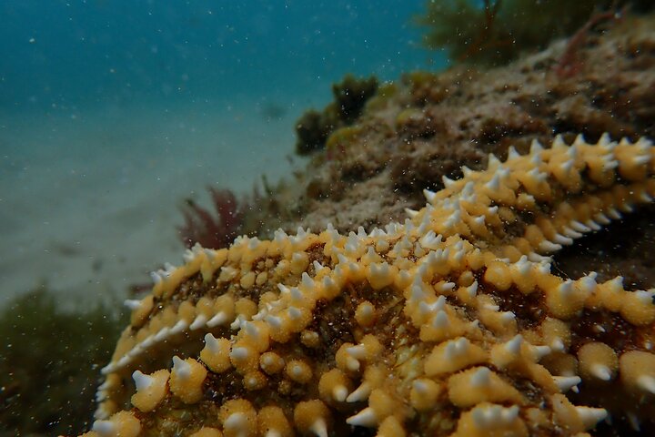 Lisbon: Kayaking and snorkeling in Sesimbra with photos!