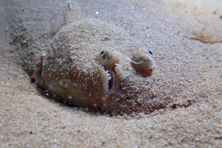 Lisbon: Kayaking and snorkeling in Sesimbra with photos!