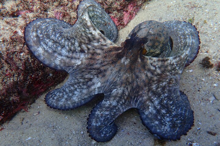 Lisbon: Kayaking and snorkeling in Sesimbra with photos!
