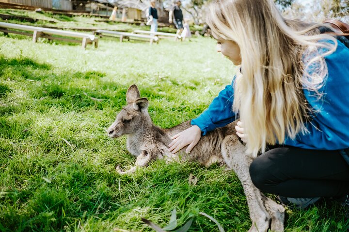 Day Tour in Mt. Field, Mt. Wellington, Bonorong Wildlife Sanctuary and Richmond