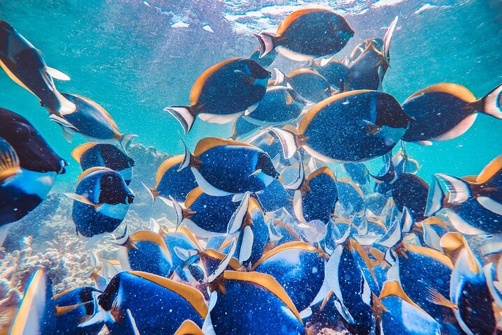 Maafushi: Full Day Snorkeling and Island Hopping Experience