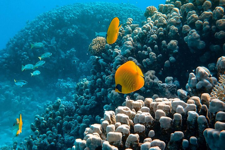 Maafushi: Full Day Snorkeling and Island Hopping Experience