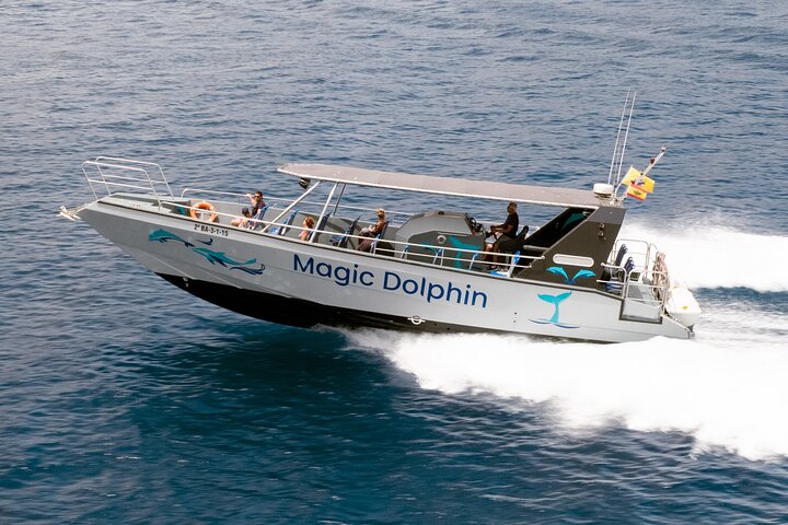 Morro Jable: 2 Hours Magic Dolphin & Whale watching with Drinks & Swim Stop.