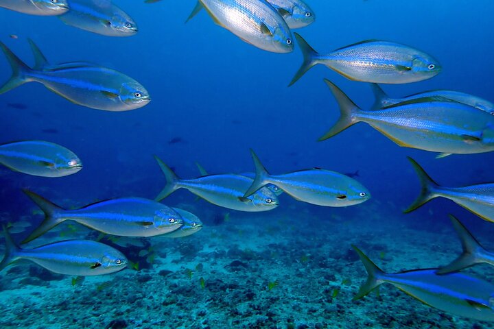 Santa Fe Island & Playa Escondida Snorkeling Day Trip