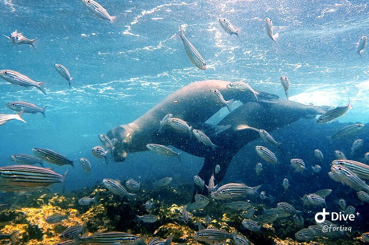 Santa Fe Island & Playa Escondida Snorkeling Day Trip