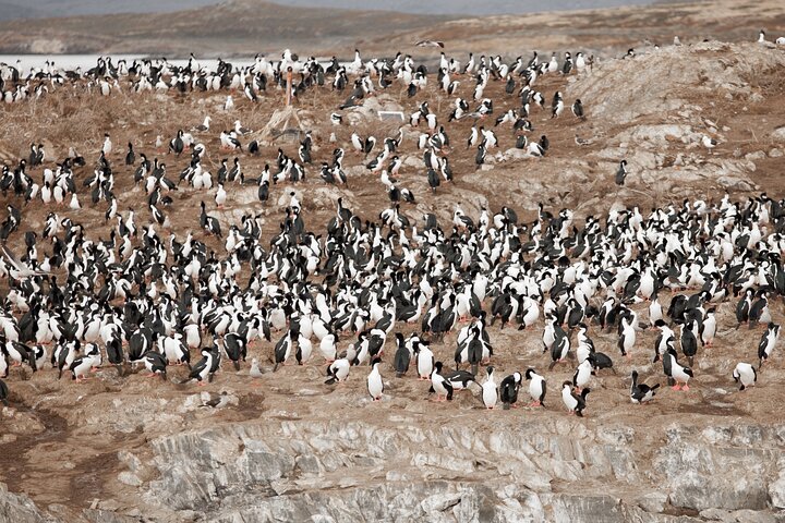 National Park with Train and Navigation Beagle Channel Full Day Tour