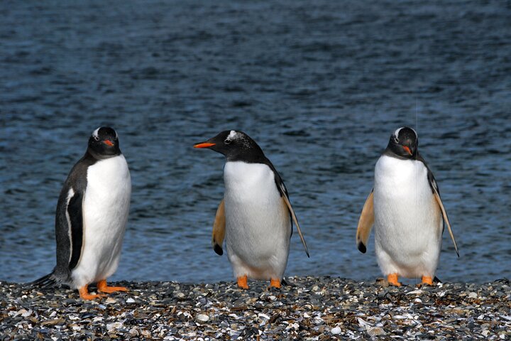 National Park with Train and Navigation Beagle Channel Full Day Tour