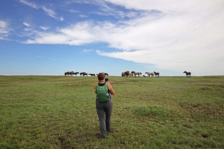 Chasing Horses Back to Nature Experience in North Dakota