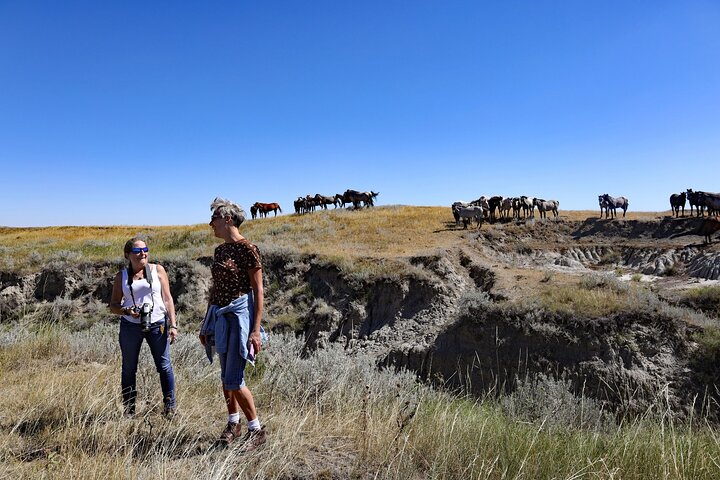 Chasing Horses Back to Nature Experience in North Dakota
