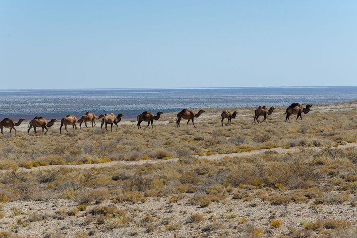 2-Day Private 4WD Tour Muynak, Aral Sea & Usturt Plateau Nukus Uzbekistan