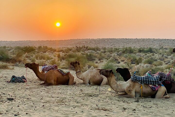 Non-touristic overnight camel safari