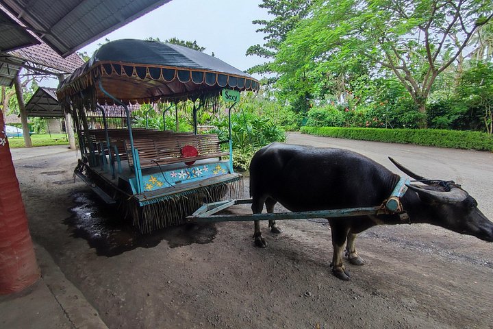 Immerse in Culture: Villa Escudero Coconut Plantation Experience