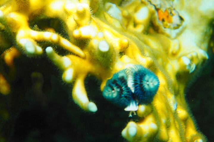 Private Scuba Diving Tour with Transportation and Guide