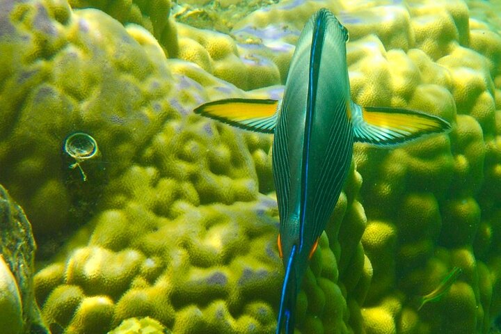 Private Scuba Diving Tour with Transportation and Guide
