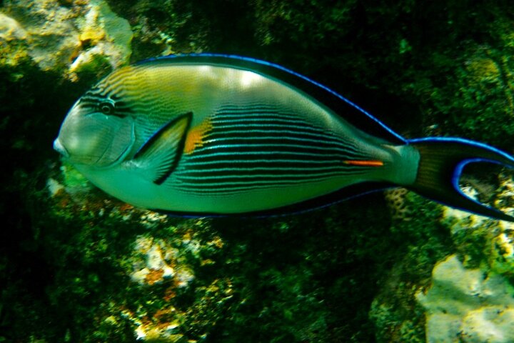 Private Scuba Diving Tour with Transportation and Guide