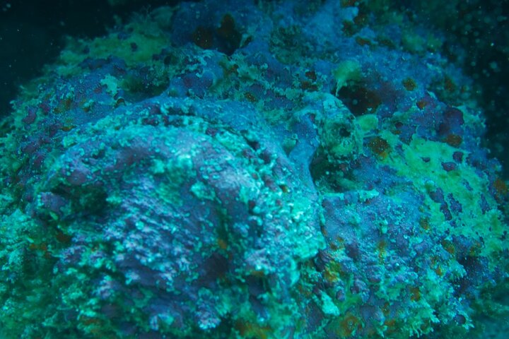 Private Scuba Diving Tour with Transportation and Guide