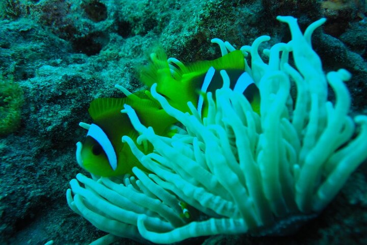 Private Scuba Diving Tour with Transportation and Guide