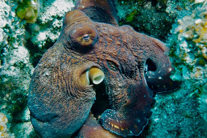 Private Scuba Diving Tour with Transportation and Guide
