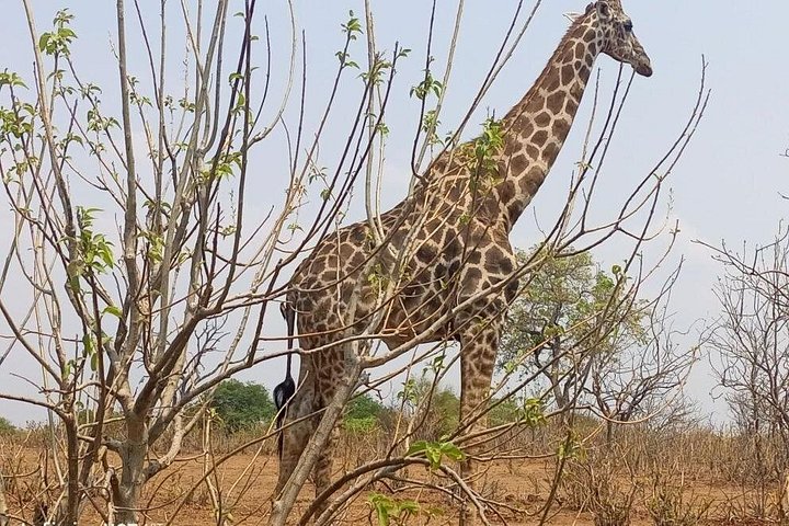 Chobe Full day Safari: Game Drive & Boat Safari with Lunch