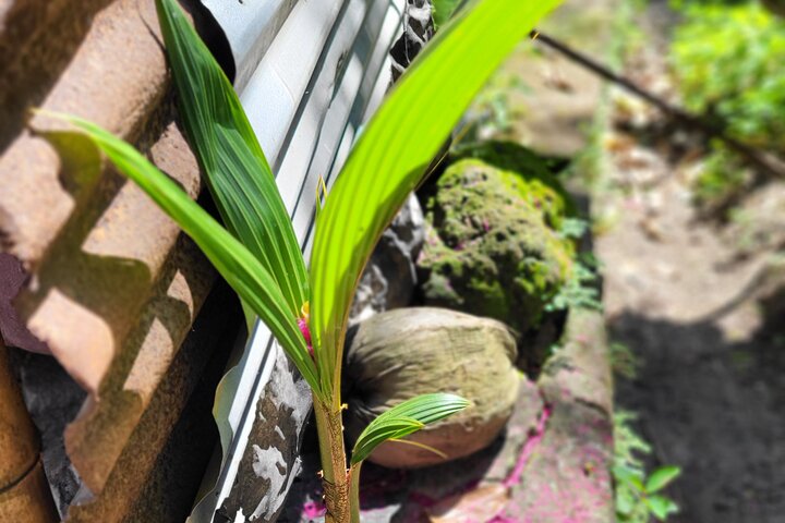 St. Lucia Food and Rum Tour - Taste authentic St. Lucian Food and Culture