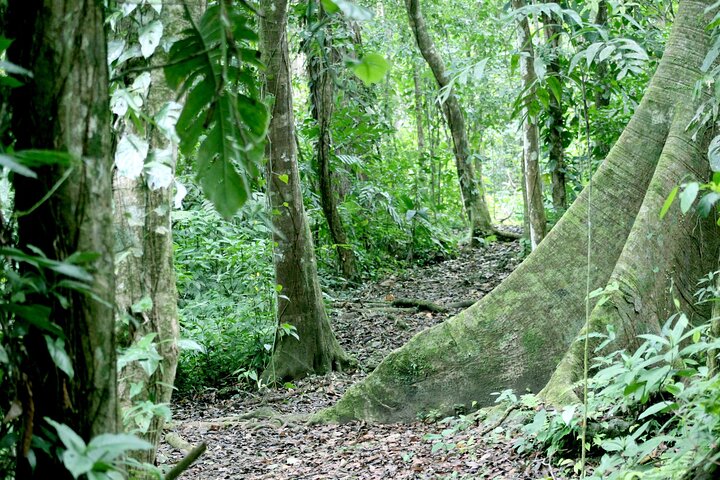 Lacandona Jungle 1 Day (hiking)