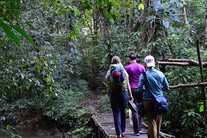 Lacandona Jungle 1 Day (hiking)