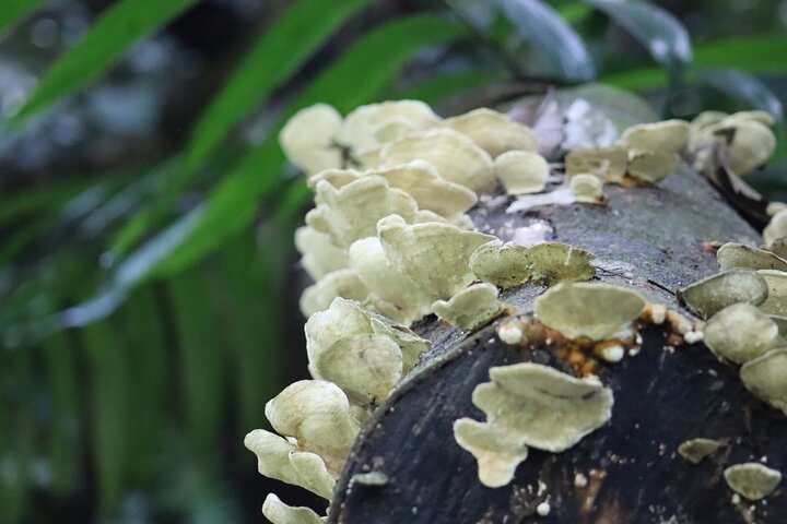 Soberania National Park Hike