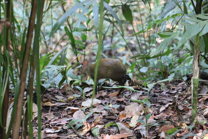 Soberania National Park Hike