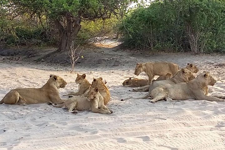 Chobe Full day Safari: Game Drive & Boat Safari with Lunch