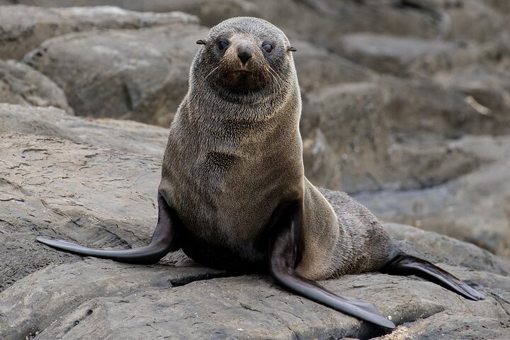Kangaroo Island 75-Minute Coastal Safari