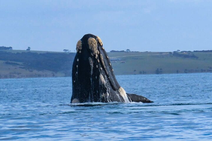 Kangaroo Island 75-Minute Coastal Safari