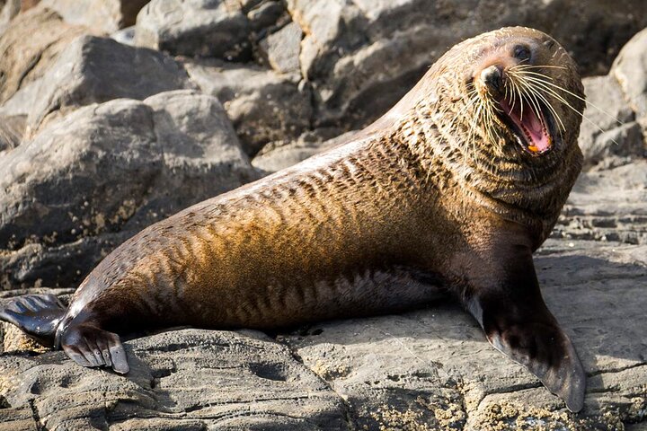 Kangaroo Island 75-Minute Coastal Safari