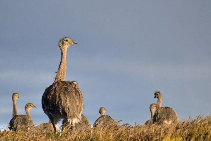 Private Torres del Paine & Milodon, departing from Punta Arenas