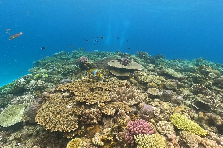 Okinawa : Boat Snorkeling 1 Round at Minna, Sesoko or Motobu