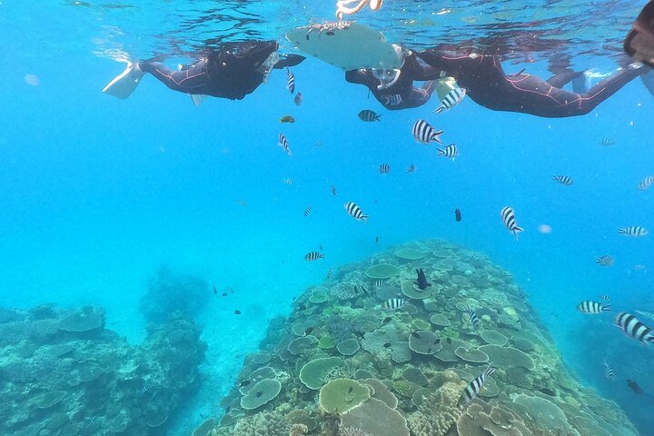 Okinawa: Boat Snorkeling 2 Rounds at Minna, Sesoko or Motobu