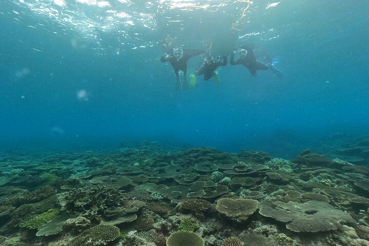 Okinawa: Boat Snorkeling 2 Rounds at Minna, Sesoko or Motobu