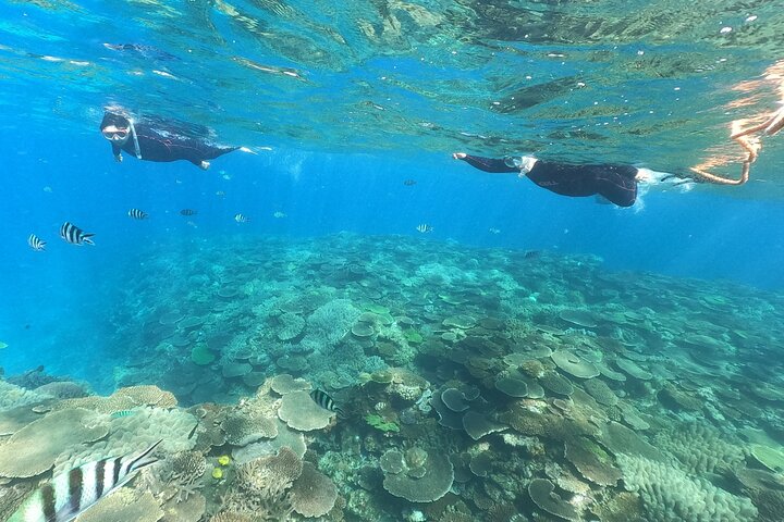 Okinawa: Boat Snorkeling 2 Rounds at Minna, Sesoko or Motobu