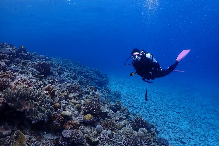 Okinawa: Boat Fun Diving at Minna, Sesoko or Motobu