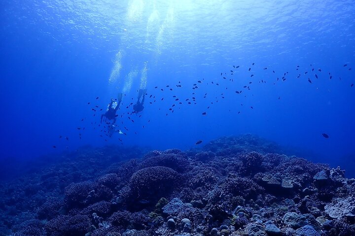 Okinawa: Boat Fun Diving at Minna, Sesoko or Motobu