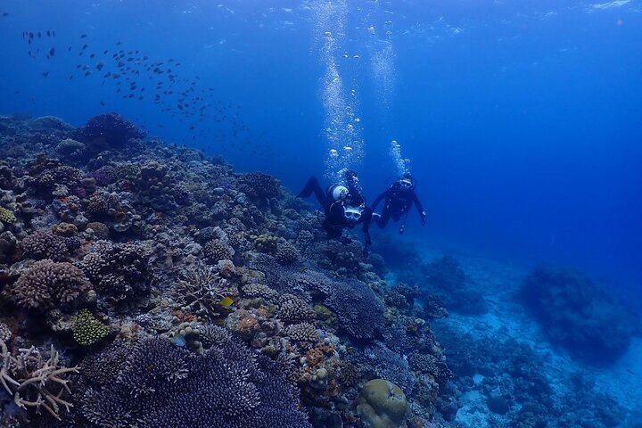 Okinawa: Boat Fun Diving at Minna, Sesoko or Motobu