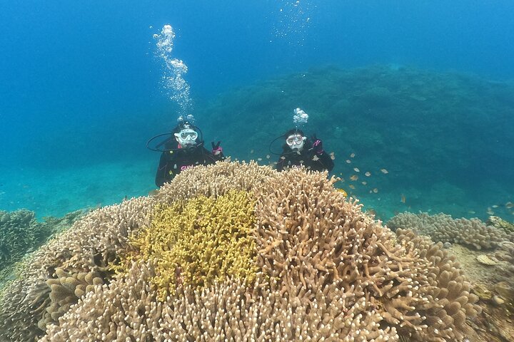 Okinawa: Discover SCUBA Diving 2 Dives at Minna, Sesoko or Motobu