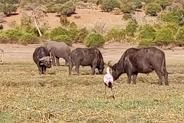 Chobe Full day Safari: Game Drive & Boat Safari with Lunch