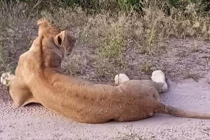 Chobe Full day Safari: Game Drive & Boat Safari with Lunch