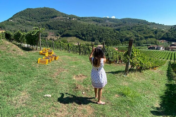 Tuscan Wine Tour in Lucca by van