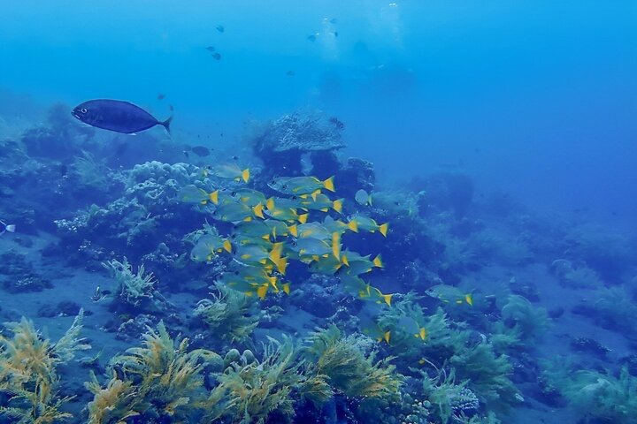 Tulamben Diving USS Liberty Shipwreck Scuba Dive