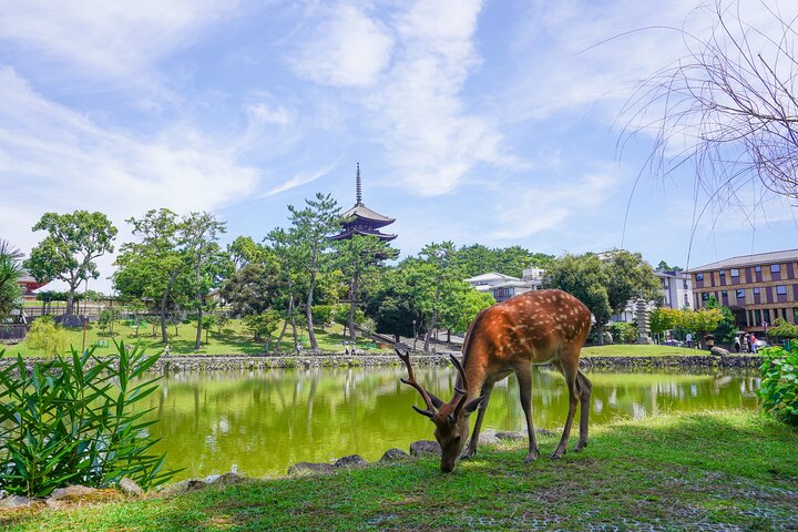 Nara Half Day Trip Walking Tour (Private Option Available)